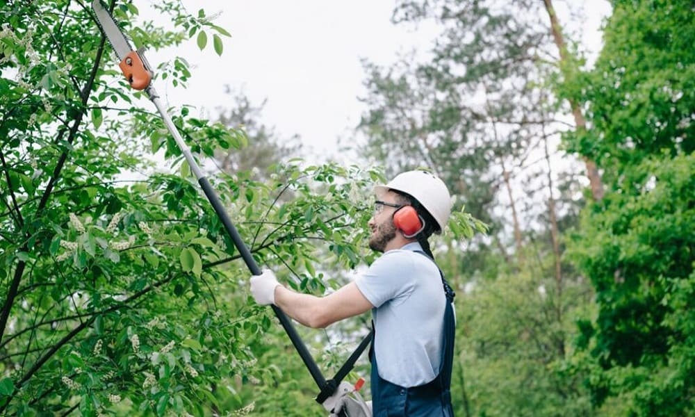 How Tree Trimming Promotes Healthy Growth