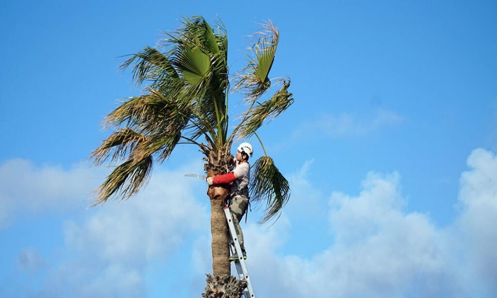 What Makes Palm Trees So Difficult to Remove